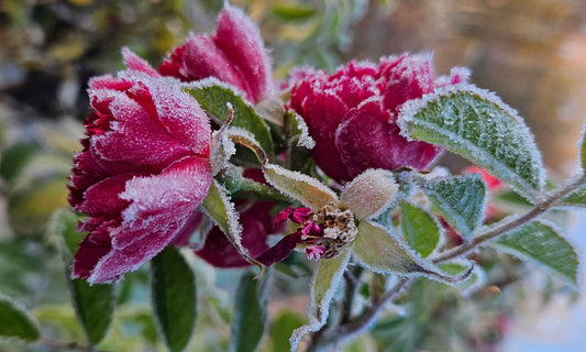 Voluntary Contribution to WORLD OF MARJATTA